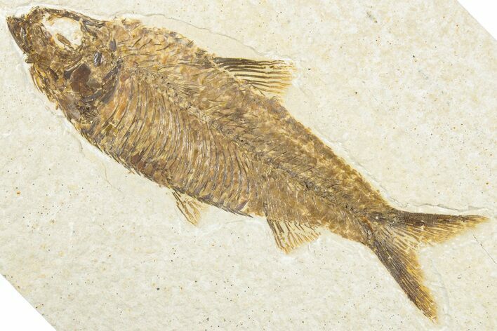 Detailed Fossil Fish (Knightia) - Wyoming #318490